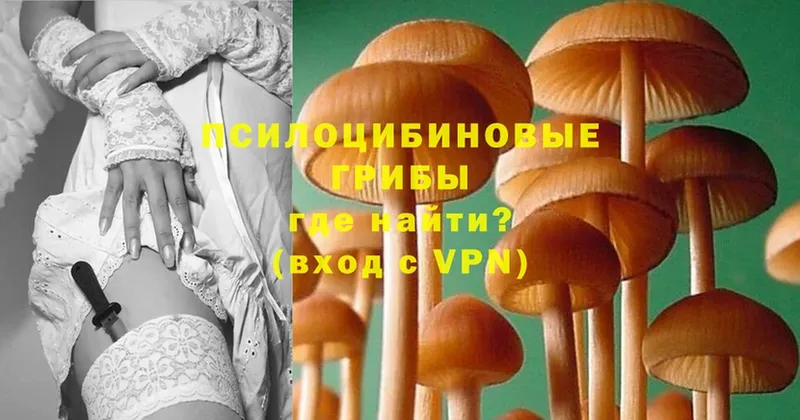 Псилоцибиновые грибы Cubensis  Биробиджан 